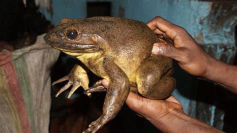 Goliath frog is by far considered as the world’s biggest frog. It grows up to a length of about 32 cm and weigh up to 3.25 Kg. Just by seeing the size, we can make sure the frog to be a monster. The muscled leg is very strong and is capable of jumping up to ten feet.